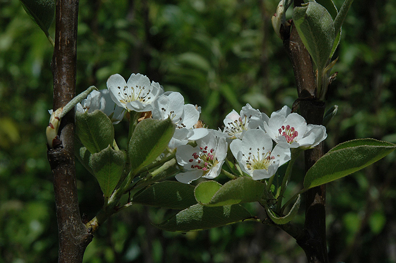 Shinseiki Asian Pear (Pyrus pyrifolia 'Shinseiki') at Squak Mountain Nursery