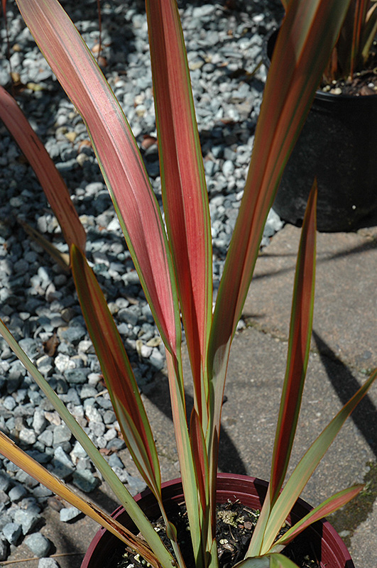 Jester New Zealand Flax (Phormium 'Jester') in Issaquah Seattle ...