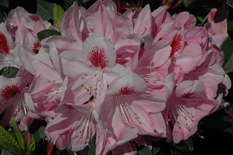 Mrs. Furnival Rhododendron (Rhododendron 'Mrs. Furnival') at Squak Mountain Nursery