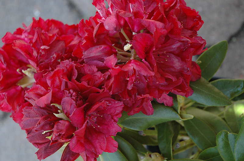 Double Besse Rhododendron (Rhododendron 'Double Besse') at Squak Mountain Nursery