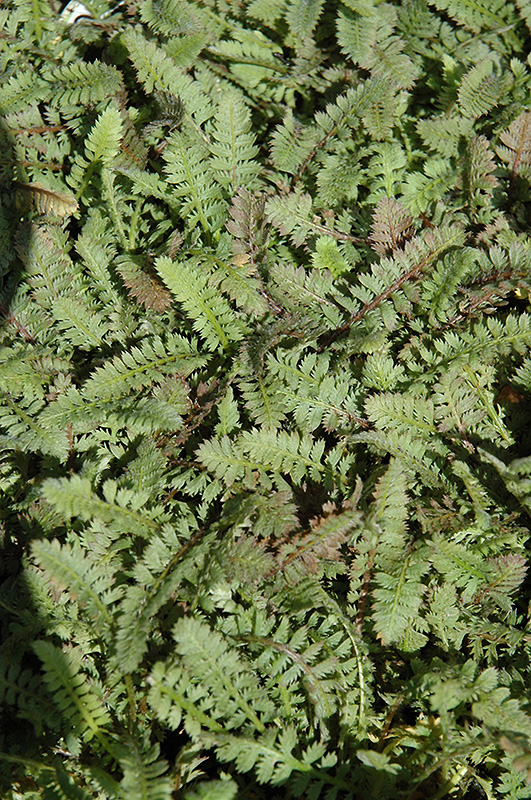 Brass Buttons (Leptinella squalida) at Squak Mountain Nursery