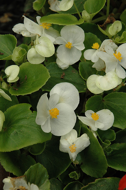 Prelude White Begonia (Begonia 'Prelude White') at Squak Mountain Nursery