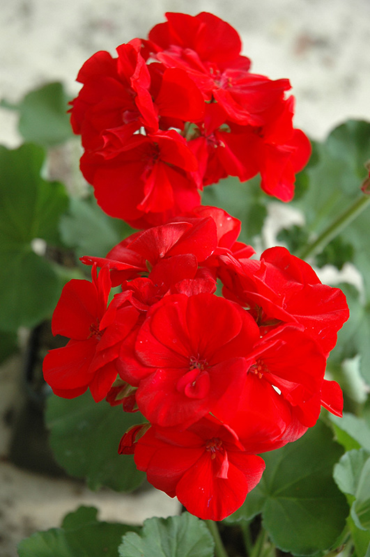 Maestro Bright Red Geranium (Pelargonium 'Maestro Bright Red') in
