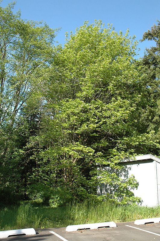 Big Leaf Maple (Acer macrophyllum) at Squak Mountain Nursery