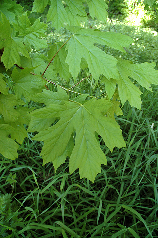 Big Leaf Maple (Acer macrophyllum) at Squak Mountain Nursery