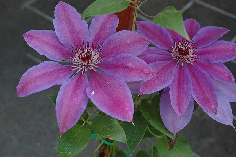 Vancouver Starry Nights Clematis (Clematis 'Vancouver ...