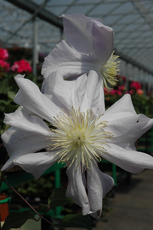 Louise Rowe Clematis (Clematis 'Louise Rowe') at Squak Mountain Nursery