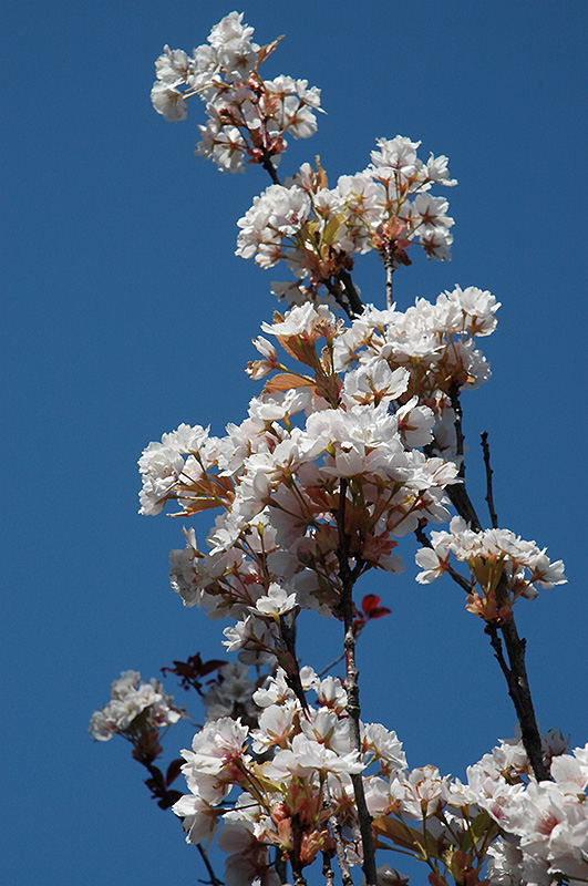 Amanogawa Flowering Cherry (Prunus serrulata 'Amanogawa') in Issaquah