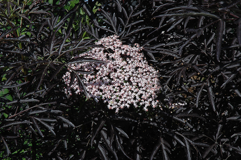 Black Lace Elder (Sambucus nigra 'Eva') at Squak Mountain Nursery