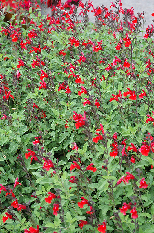 Mesa Scarlet Sage (Salvia 'Mesa Scarlet') at Squak Mountain Nursery