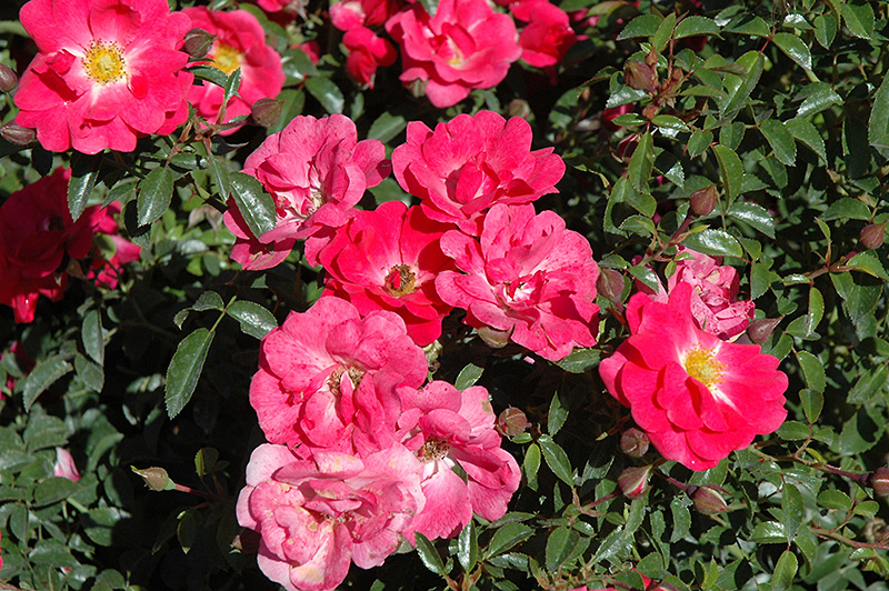 Flower Carpet Pink Supreme Rose (Rosa 'Flower Carpet Pink Supreme') at Squak Mountain Nursery