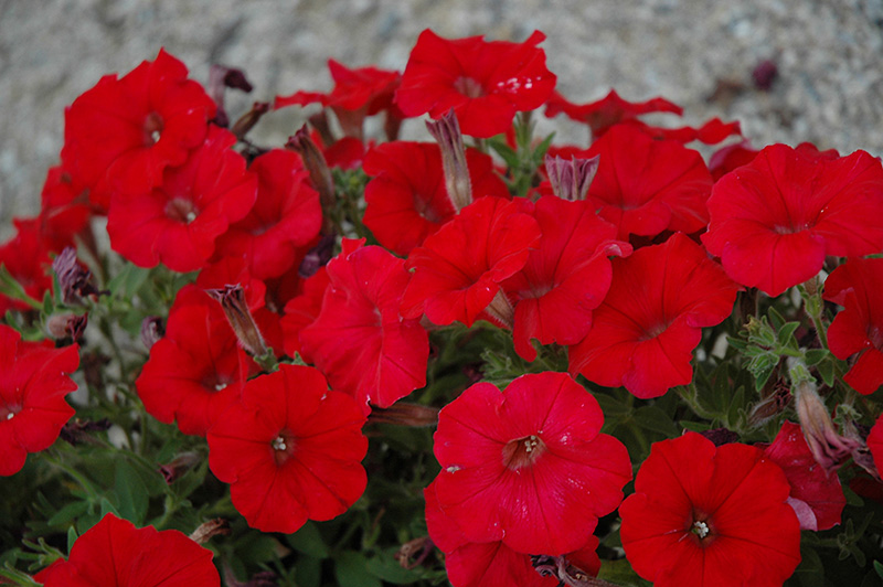 Fame Fire Petunia (Petunia 'Fame Fire') in Issaquah Seattle Bellevue ...