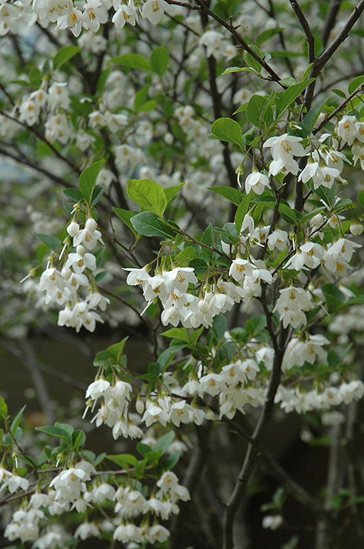 Japanese Snowbell (Styrax japonicus) at Squak Mountain Nursery