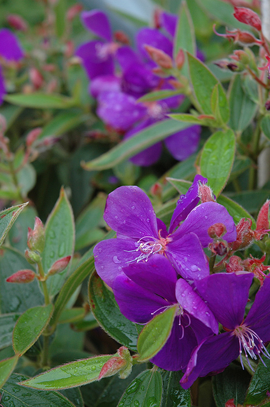 Tibouchina - Princess Flower Tibouchina purple blooming plant