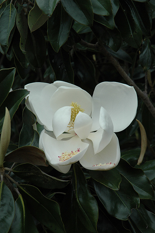 D.D. Blanchard Magnolia (Magnolia grandiflora 'D.D. Blanchard') at Squak Mountain Nursery