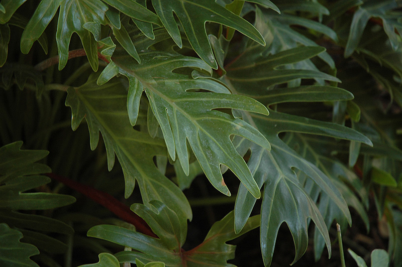 Xanadu Philodendron (Philodendron 'Winterbourn') at Squak Mountain Nursery