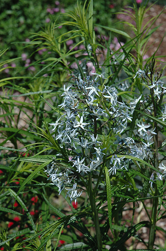 Halfway To Arkansas Blue Star (Amsonia ciliata 'Halfway To Arkansas') at Squak Mountain Nursery