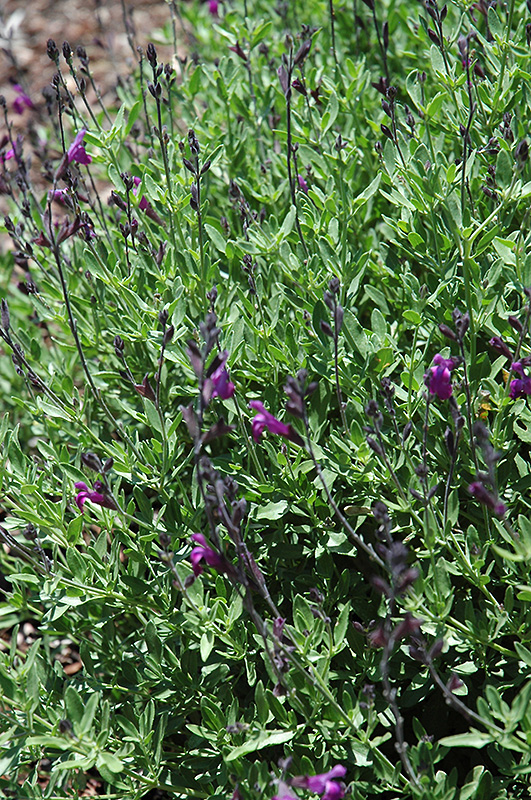 Ultra Violet Autumn Sage (Salvia greggii 'Ultra Violet') at Squak Mountain Nursery