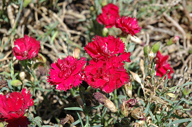 Garden Spice Red Carnation (Dianthus caryophyllus 'Garden Spice Red ...