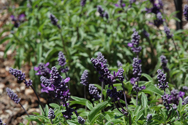 Cathedral Purple Salvia (Salvia farinacea 'Cathedral Purple') at Squak Mountain Nursery