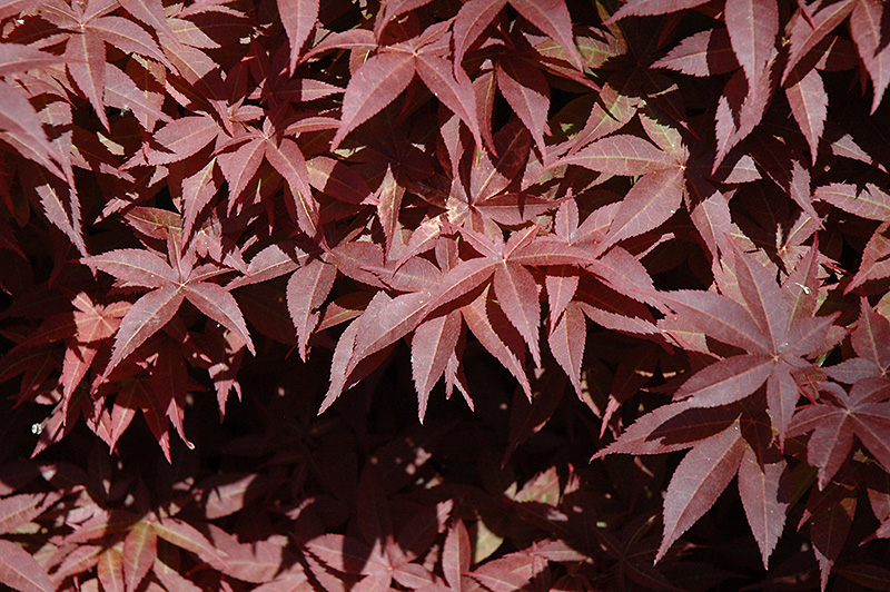 Rhode Island Red Japanese Maple (Acer palmatum 'Rhode Island Red') at Squak Mountain Nursery