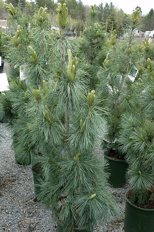 Silver Whispers Swiss Stone Pine (Pinus cembra 'Silver Whispers') in ...