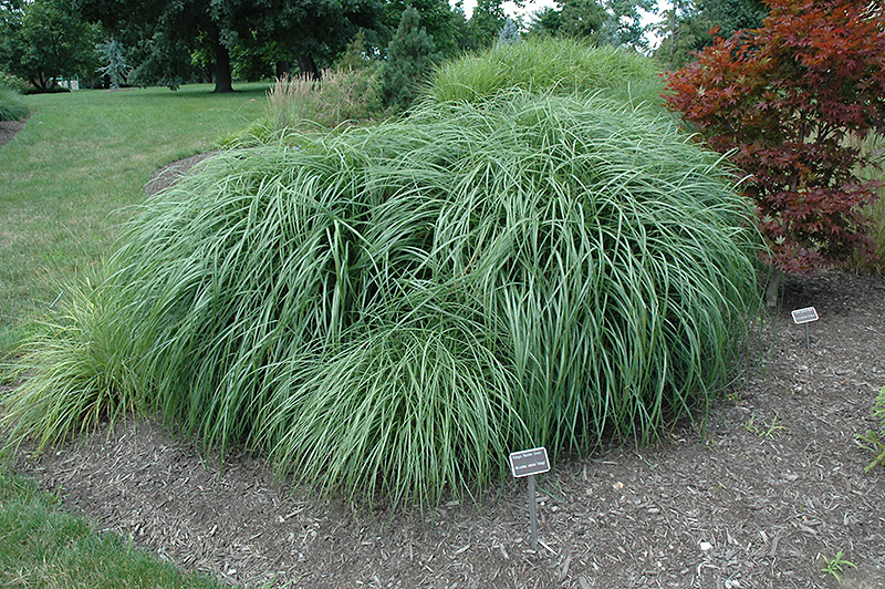Adagio Maiden Grass (Miscanthus sinensis 'Adagio') at Squak Mountain Nursery