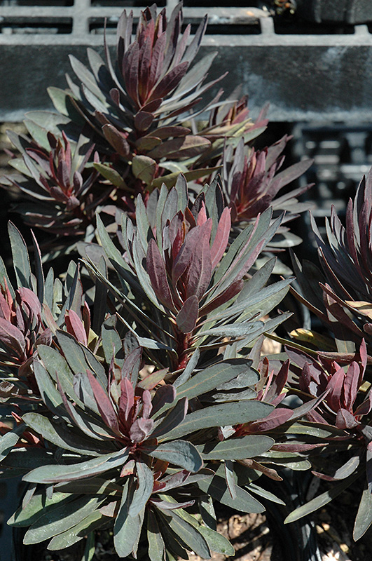 Blackbird Evergreen Spurge (Euphorbia 'Nothowlee') at Squak Mountain Nursery
