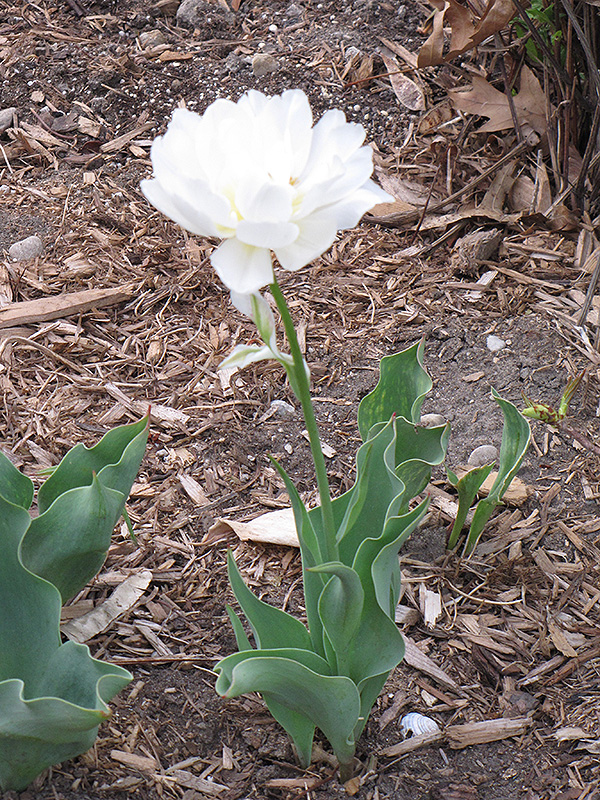 Mondial Tulip (Tulipa 'Mondial') at Squak Mountain Nursery