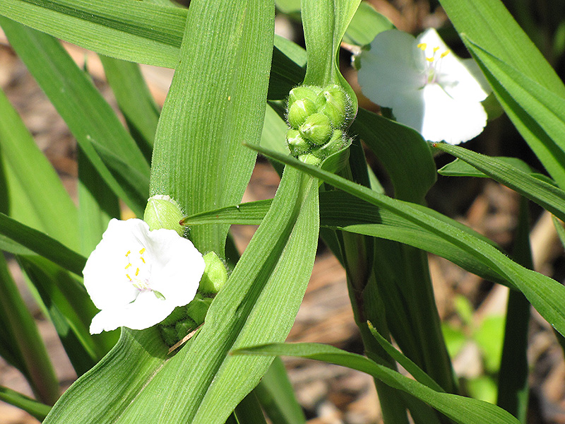 White Spiderwort (Tradescantia x andersoniana 'Alba') at Squak Mountain Nursery