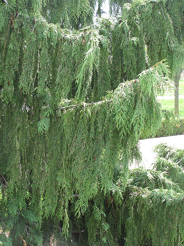 Nootka Cypress (Chamaecyparis nootkatensis) at Squak Mountain Nursery