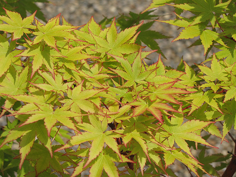 Coral Bark Japanese Maple (Acer palmatum 'Sango Kaku') at Squak Mountain Nursery