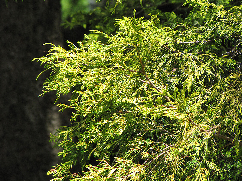 Golden Threadleaf Falsecypress (Chamaecyparis pisifera 'Filifera Aurea') at Squak Mountain Nursery
