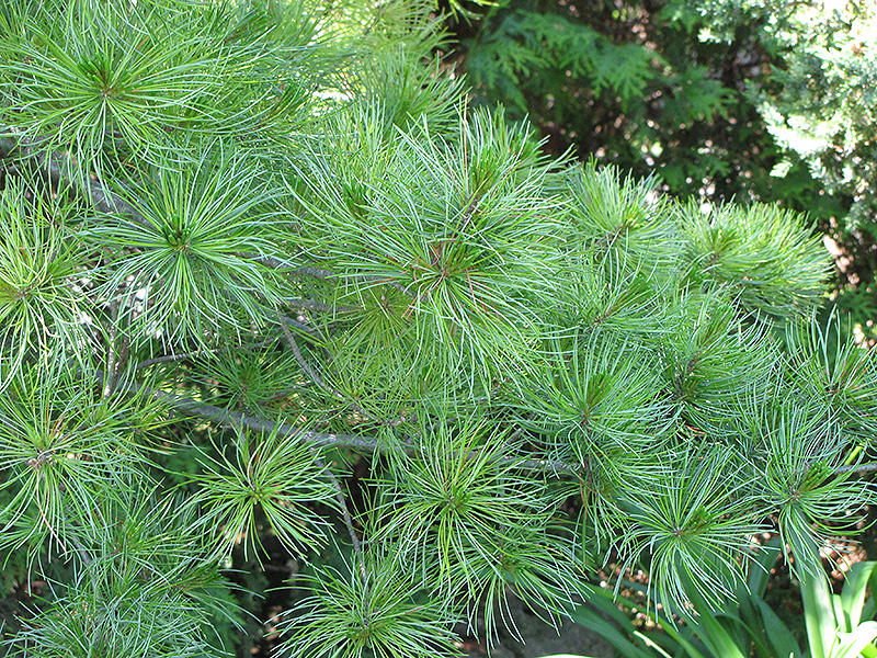 Japanese White Pine (Pinus parviflora) at Squak Mountain Nursery