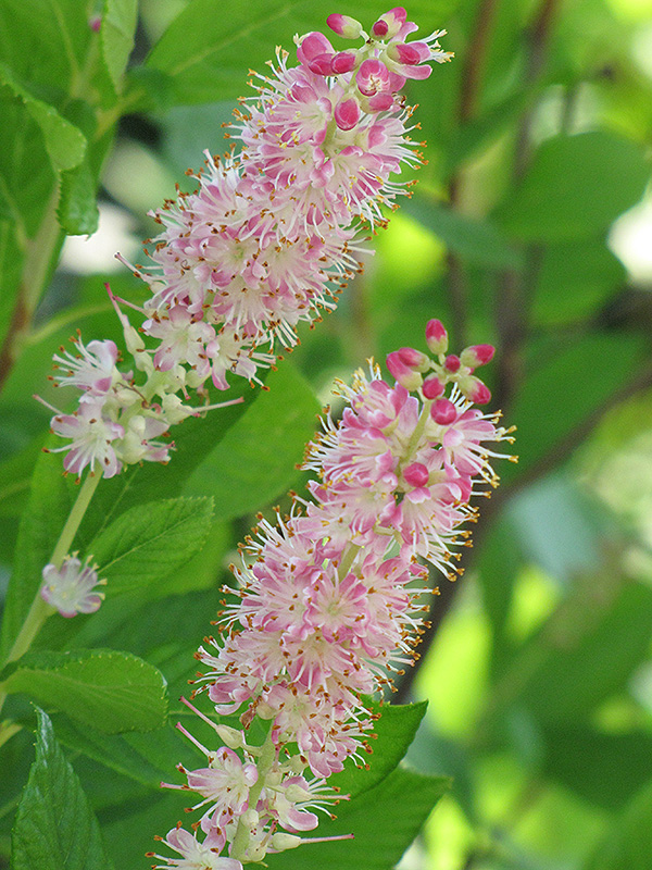 Ruby Spice Summersweet (Clethra alnifolia 'Ruby Spice') at Squak Mountain Nursery