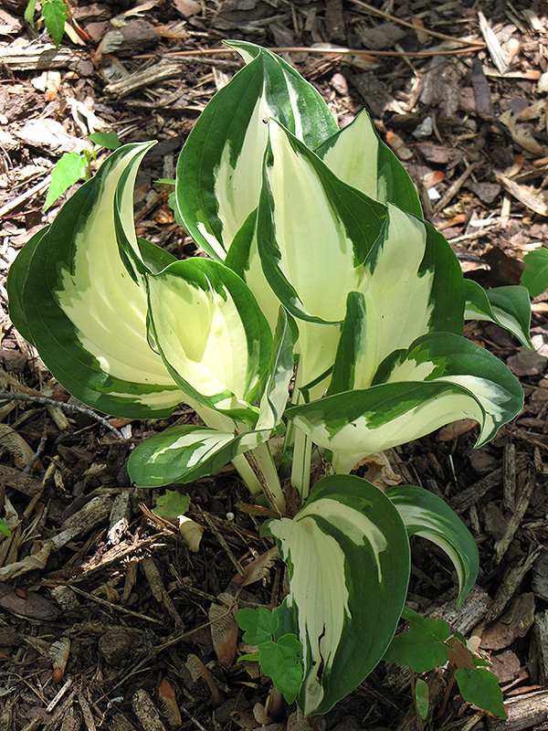 Fire and Ice Hosta (Hosta 'Fire and Ice') at Squak Mountain Nursery