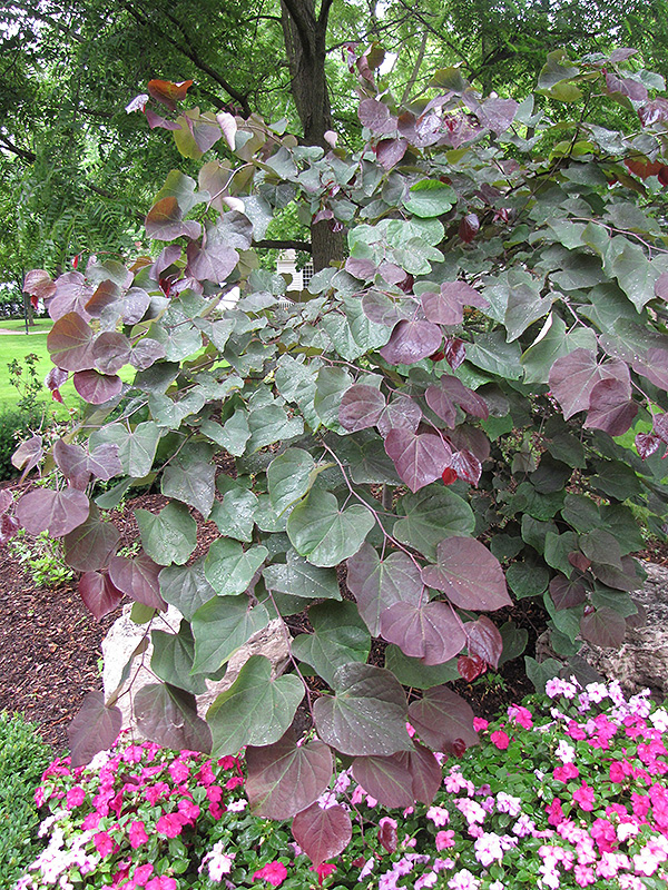 Forest Pansy Redbud (Cercis canadensis 'Forest Pansy') at Squak Mountain Nursery