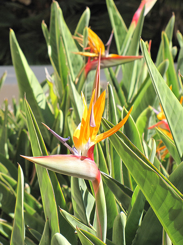 Orange Bird Of Paradise (Strelitzia reginae) in Issaquah Seattle ...