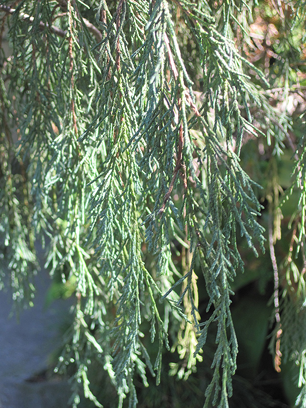 Tolleson's Weeping Juniper (Juniperus scopulorum 'Tolleson's Weeping') at Squak Mountain Nursery