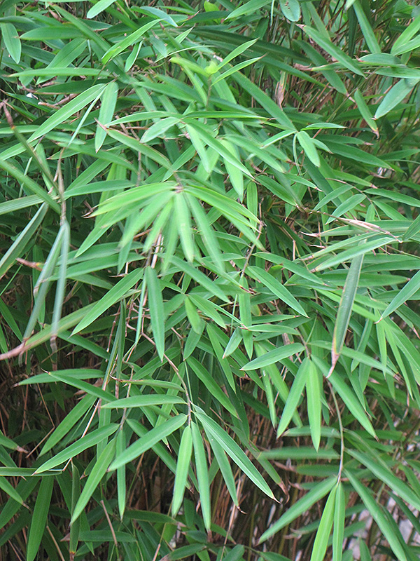 Blue Stemmed Bamboo (Himalayacalamus hookerianus) in Issaquah Seattle ...