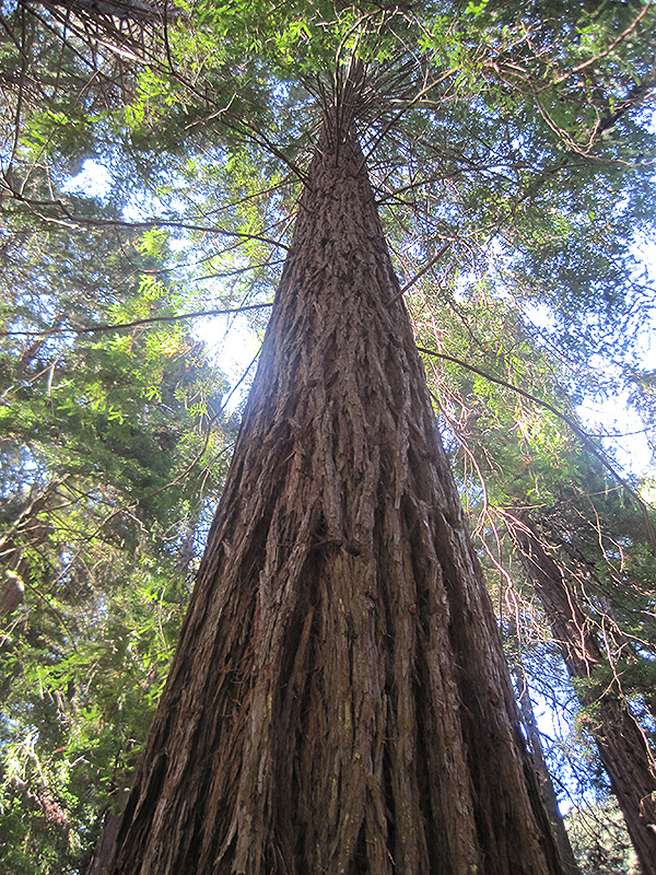 Coast Redwood (Sequoia sempervirens) at Squak Mountain Nursery
