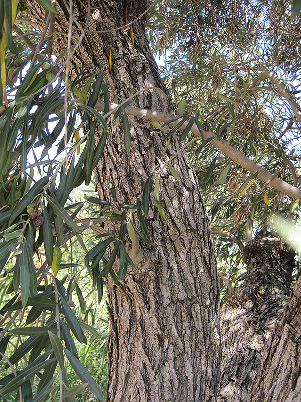 Common Olive (Olea europaea) at Squak Mountain Nursery