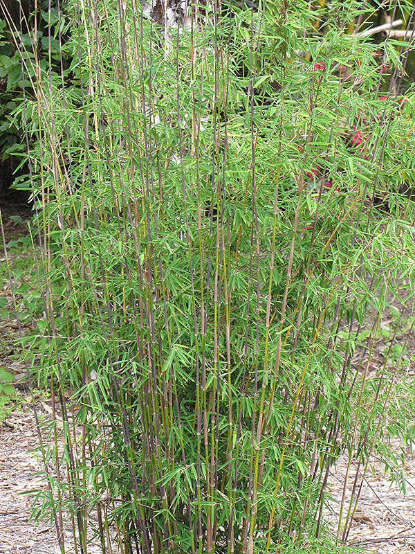 Red Fountain Bamboo (Fargesia nitida 'Jiuzhaigou') at Squak Mountain Nursery