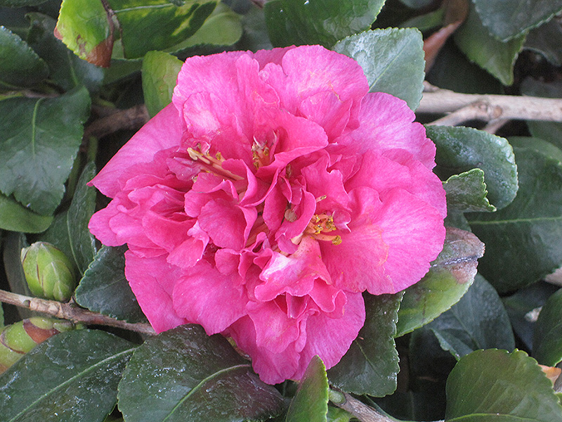 bonanza camellia camellia sasanqua 'bonanza' in issaquah