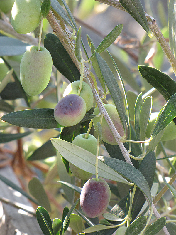Common Olive (Olea europaea) at Squak Mountain Nursery