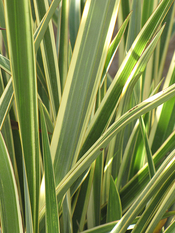 Wings of Gold New Zealand Flax (Phormium 'Wings of Gold 