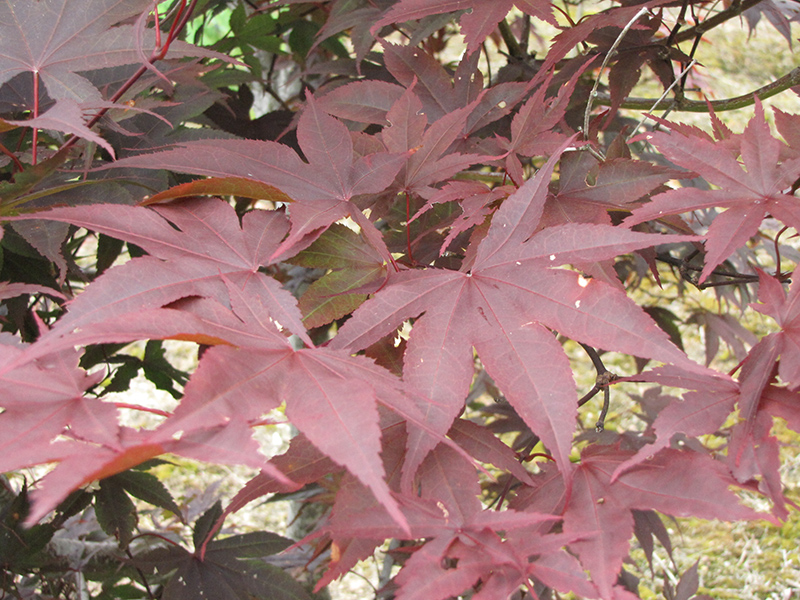 Red Emperor Japanese Maple (Acer palmatum 'Red Emperor') at Squak Mountain Nursery