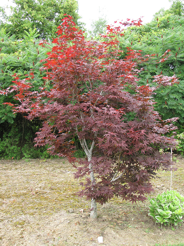 Red Emperor Japanese Maple (Acer palmatum 'Red Emperor') at Squak Mountain Nursery