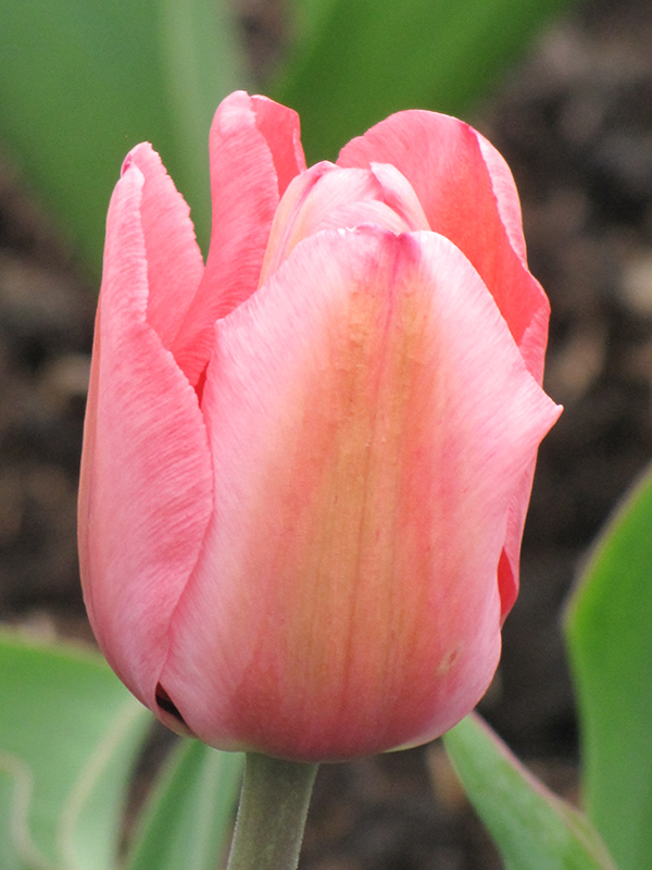 Design Impression Tulip (Tulipa 'Design Impression') at Squak Mountain Nursery