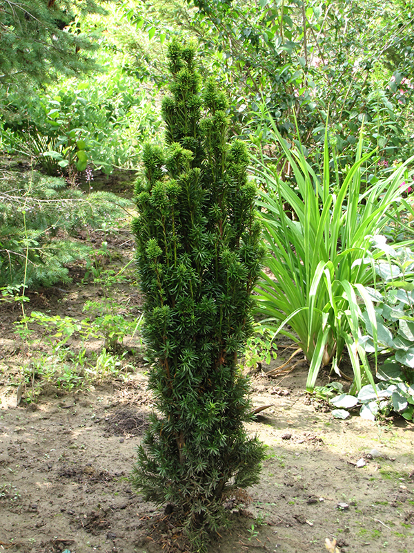 Golden Irish Yew (Taxus baccata 'Fastigiata Aurea') in